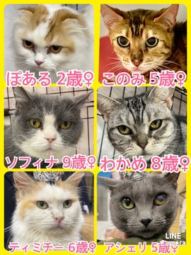 🐾今日の里親様募集中ニャンコ🐱メンバーです🐾2023,6,1【保護犬カフェ天神橋店】